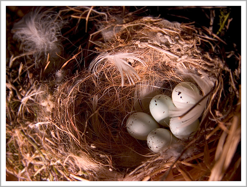 Notes from a Nester: Do You Own Your Nest?