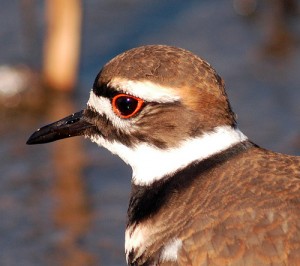 The Killdeer. One of nature's most well-known worriers.