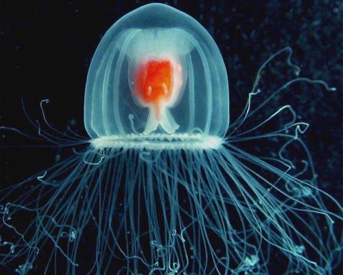 One More Thing Before We Go: Immortal Jellyfish