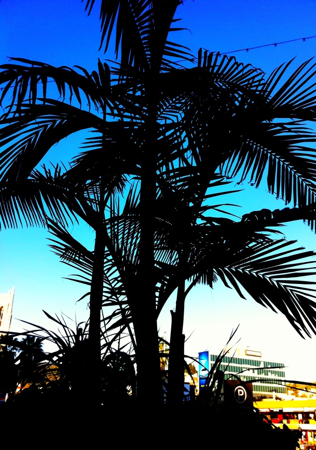 CH’s Picture of the Day: palm tree [Day 34]