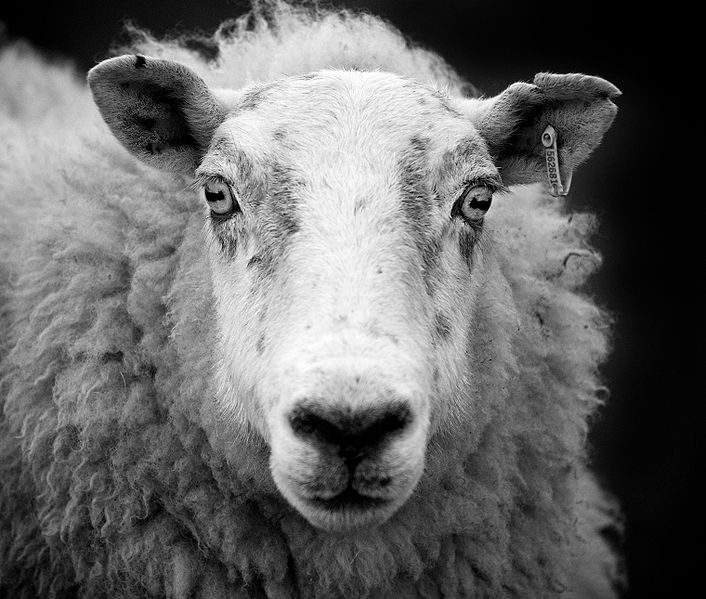Accountants Count Sheep Better Than You Do [Procrastinate on This]
