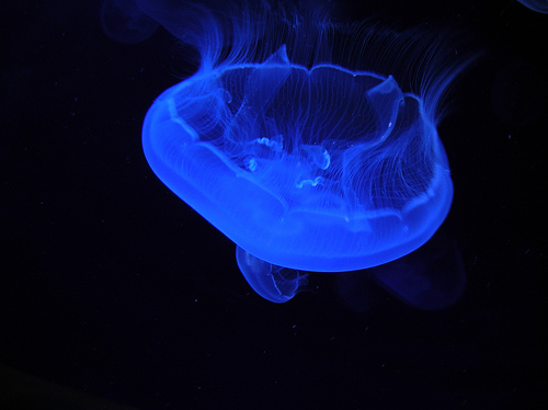 There’s No Such Thing as a Jellyfish [Procrastinate on This]